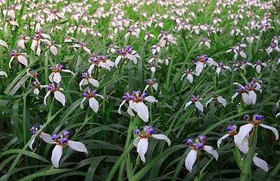 国产合作肉鸽FPS《枪火重生》10月加入XGP